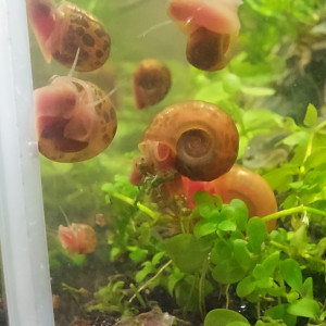 Escargots planorbes