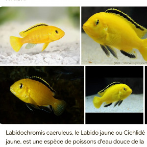 Recherche Labidochromis caeruleus
