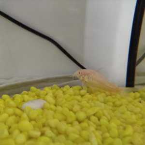 Corydoras Albinos