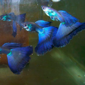 Guppy moscow bleu