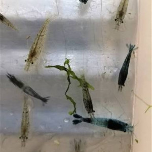 Neocaridina Davidi déclassées