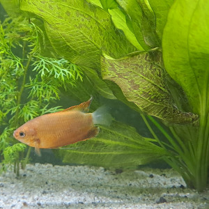 Échange Colisa Labiosa en pleine santé