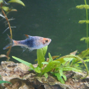 À donner : Rasbora arlequin bleu