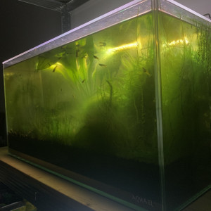Aquarium 54 Litres Low Tech Planté