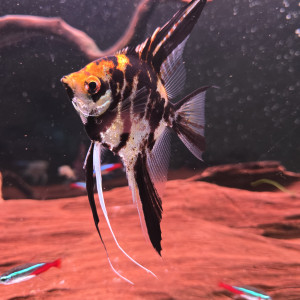 Deux couples de scalaires reproducteurs à donner