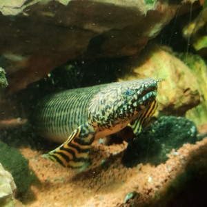 Très beau Polypterus ornatipinnis