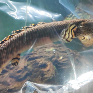 Très beau Polypterus Ornatipinnis de 25 cm / Poisson dinosaure Africain