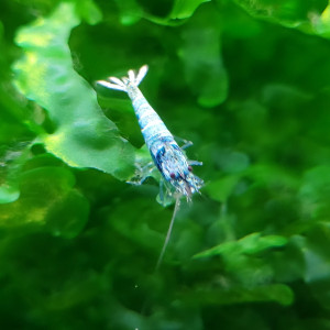LOT DE CREVETTES TAIWAN BEE:   BLUE BOLT