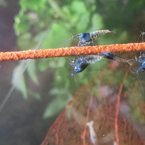 LOT DE CREVETTES TAIWAN BEE:   BLUE BOLT