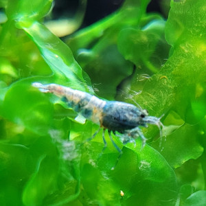 LOT DE CREVETTES TAIWAN BEE:   BLUE BOLT