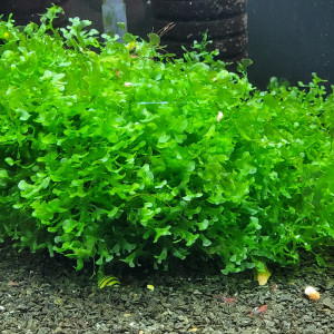 Lot de Mousse Monosolenium tenerum + Mousse de Java