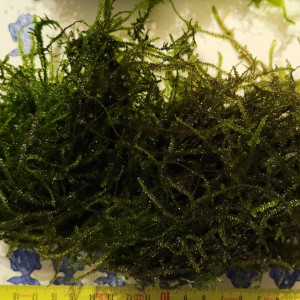 Lot de Mousse Monosolenium tenerum + Mousse de Java