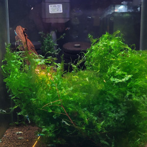 Lot de Mousse Monosolenium tenerum + Mousse de Java