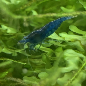 Lot de 10 Crevettes Blue Velvet Neocaridina
