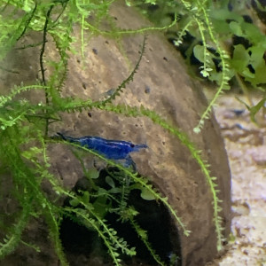 Lot de 10 Crevettes Blue Velvet Neocaridina