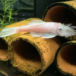 Lot de 2 Ancistrus Snow White