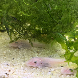 Ancistrus Snow White