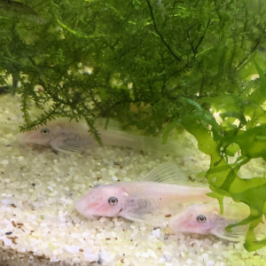 Lot de 2 Ancistrus Snow White