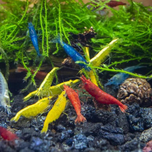Lot de 10 Crevettes Plusieurs Couleurs Neocaridina