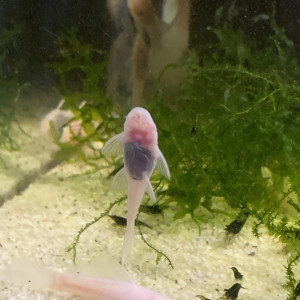 Lot de 2 Ancistrus Snow White