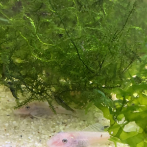 Lot de 2 Ancistrus Snow White