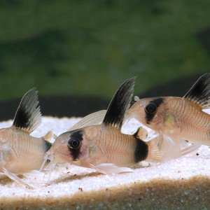 Lot de 3 corydoras panda