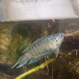 macropode opercularis