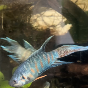 macropode opercularis