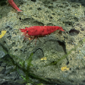 Neocaridina Bloody Mary