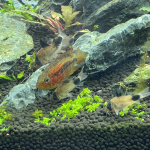 Don de 4 corydoras panda