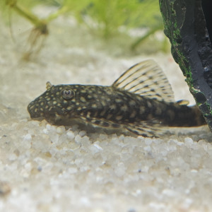 Don d'Ancistrus - poisson nettoyeur