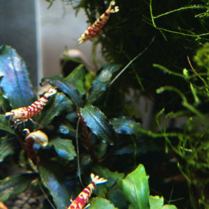 Crevette Fancy tiger red