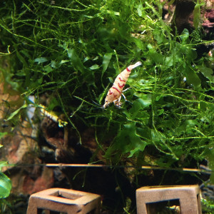 Crevette Fancy tiger red