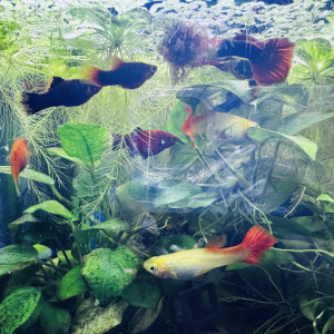 Platy rouges et multicolores