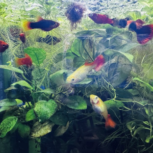 Platy rouges et multicolores