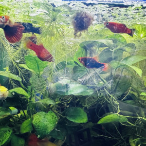 Platy / Guppy  / alvins - rouges et multicolores