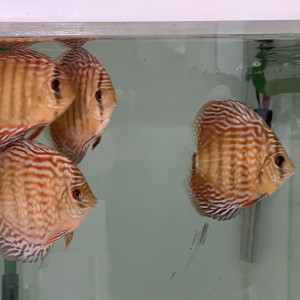 Discus