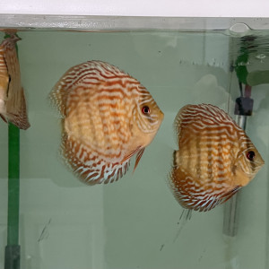Discus