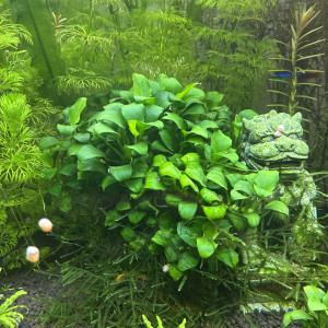 Anubias barteri