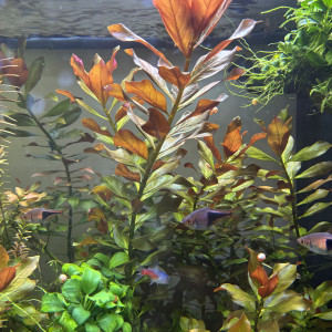 Ludwigia fluitans