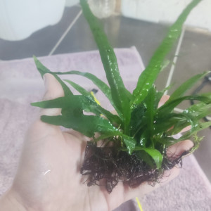 Microsorum pteropus fougère de java