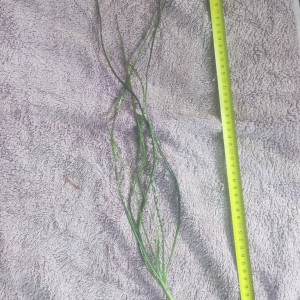 Crinium calamistratum