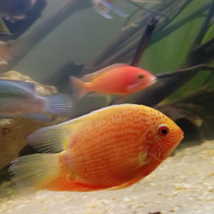 Héros severum red spotted