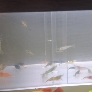 Crevette neocaridina grand lot de déclassé tout venant et couleur et taille