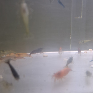 Crevette neocaridina grand lot de déclassé tout venant et couleur et taille