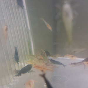 Crevette neocaridina grand lot de déclassé tout venant et couleur et taille