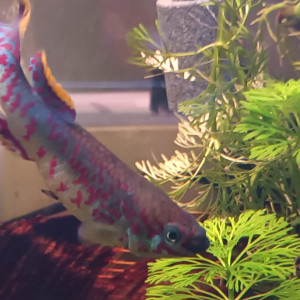 Killies Fundulopanchax gardneri