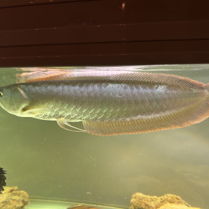 Arowana Argenté