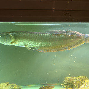 Arowana Argenté