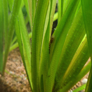 Don alvins ancistrus